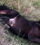 Lazy Horse Just Wants to Lie Down