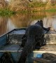 Alligator Taken on Scenic Boat Tour