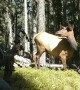Cow Elk Close Encounter While Hunting
