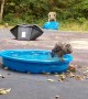 Owl Taking a Bath is Happy and Noisy
