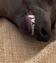 Italian Greyhound Sleeping on Couch in Funny Pose