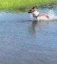 Basset Hound Bounces Through Big Puddle