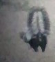 Skunk Struggles To Get Unstuck