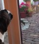 Boxer Sings Along With Sirens