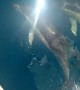 Dolphins Playfully Swim Next to Person on Boat