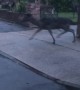 Suburban Deer Herd Hops Between Houses
