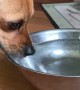 Dog Doesn't Drink Normally