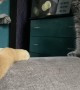 Pup Begs Cat to Play