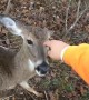Don’t Pet Wild Deer