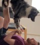Australian Shepard Learning a New Acrobatic Trick