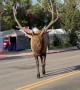 Massive Bull Elk Causes Traffic Jam in Estes Park