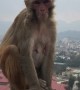 Monkeys Relaxing Above the City