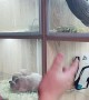 Hairless Guinea Pig Captures Attention at Pet Store