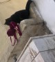 Cat Brings Unknown Bra into my House