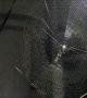 Time-Lapse Video Captures Spider Building Its Web