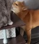 Kitty Swats at Shiba Inu Doggy