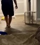 Late Night Pet Pig Surprise for Boyfriend
