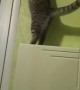 Kitty Climbs Onto Unexpected Zip Line