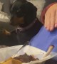 Dog Denies Owner BBQ Ribs