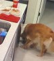 Golden Retriever Takes a Single Chicken Finger