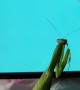 Praying Mantis Tries to Catch Digital Fly on Smartphone