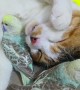 Cat Snuggles Up With Parakeets For a Nap