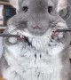 Chinchilla shows off adorable workout routine