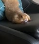 Prairie Dog Uses Pillow to Stretch