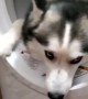 Naughty husky decides to chill out in the washing machine 