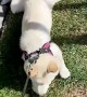 Stubborn Shiba Prefers To Be Pulled