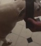 Laser Pointer Duct Taped to Dog's Head