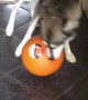 Playful Husky Steals Pumpkin