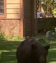 Bear Bluff Charges Man in Yard