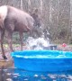 Elk Gotta Splash