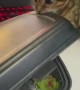 Bengal Kitten Wants a Taste of Sushi
