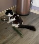 Cat Sees Cucumber and Walks in Reverse