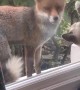Fox Hangs Out With Kitten Through Window