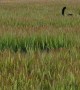 Kelpies Bouncing in Barley Crop