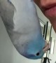 Bird Hangs from Nose for Upside Down Kisses