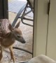 Fawn Visits Family on Back Porch