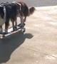 Pair of Skilled Pups on Skateboard
