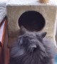 Cat Too Fat To Fit In Tower