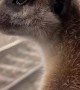 Travelling Meerkats Take the Train