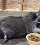 Raccoon Snacks on Exercise Wheel