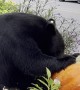 Black Bear Snacks On Pumpkin Display