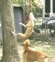 Dog Refuses to Let Go of Rope Swing