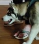 Husky Puppy Sasses Cat