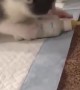 Tiny Kitten is Frantic at Feeding Time