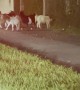 A Herd of Goats are on the Loose in Miami