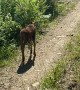 New Baby Moose Meets People